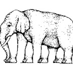 elephant.jpg